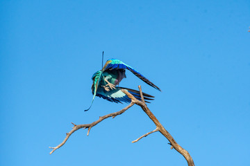 Lilac breasted roller