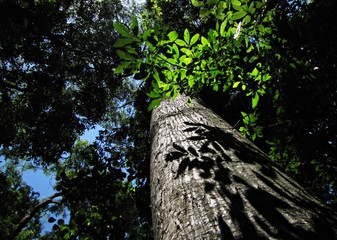 Trees, leaves and sun in the brazilian rainforest