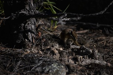 Naklejka na ściany i meble Chipmunk by tree trunk