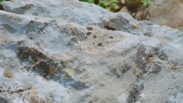 Lacerta agilis lizard detail in Dalmatia