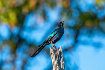 Glossy starling