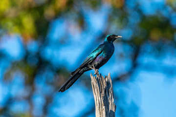 Glossy starling
