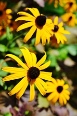 Yellow rudbeckia fulgida Black-eyed Susan flowers