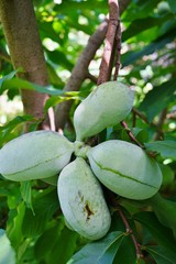 Fruit of the common pawpaw (asimina triloba) growing on a tree