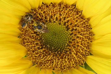 two bees on a suflower
