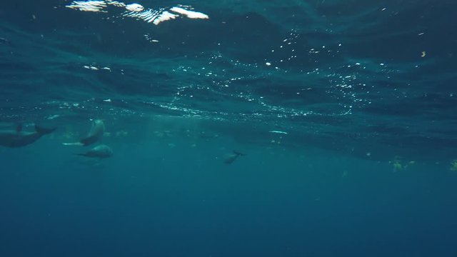 Rencontre avec les Dauphins - Vue sous-marine