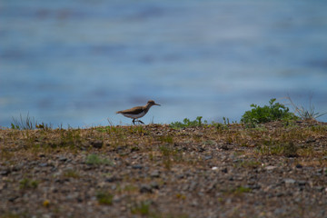  Bird by the river. Excursion