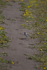 Little ringed plover on a footpath