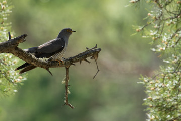 Kukushka v dikom lesu 20/5000 Cuckoo in the wild forest