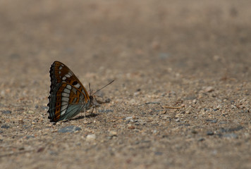 Butterfly rowanberry walks