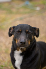 Perro Cruce de Salchicha - Mascota