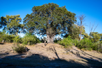 Okavango views