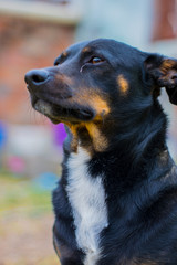 Perro Cruce de Salchicha - Mascota