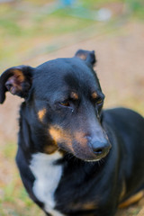 Perro Cruce de Salchicha - Mascota