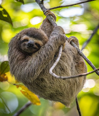 Sloth in Costa Rica  - obrazy, fototapety, plakaty