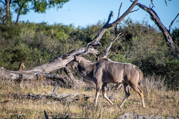 kudu