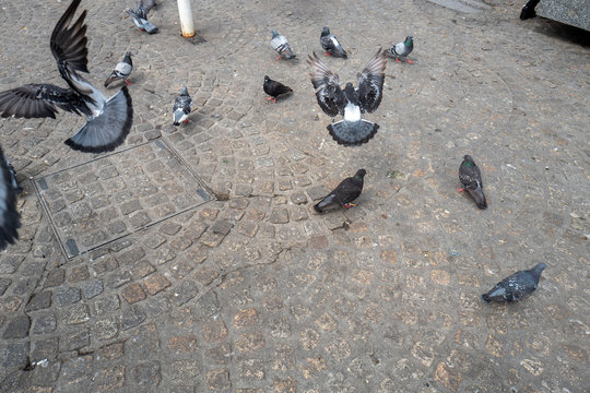 Pigeons Flying In Amsterdam Central Square