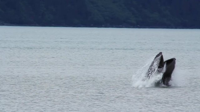 CU Humpback Whale breaches with open mouth feeding