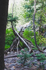 Fototapeta premium The old wooden lean style log hut in the wilderness area of utah. 