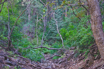 Obraz premium The thick overgrown and wild hiking trail in the back country of the utah hills. 