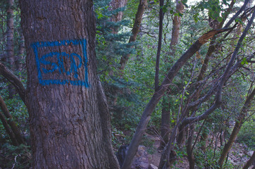The junk graffiti on the side of the trees in the forest hiking area. 