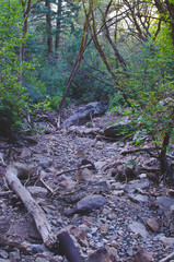 A rocky and empty creek bed in the back thick woodland area of the utah trails. 