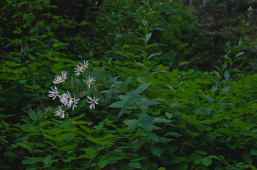 The small little white flower bundle in the thick green tree vines. 