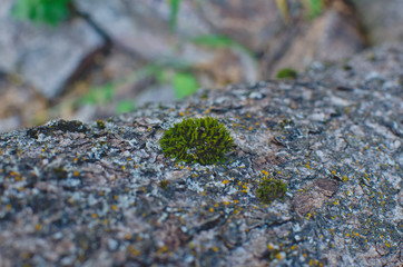 A little small chunk of moss on the tree trunk bark in the forest. 