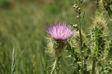 Purple wildflowers of Bull Thistle in the Wasatch Mountains
