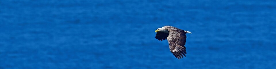 海をバックに悠然と飛ぶオジロワシ