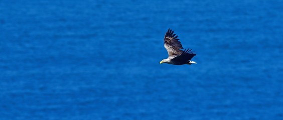 海をバックに悠然と飛ぶオジロワシ