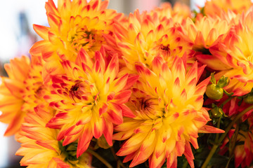 Yellow and Orange Dahlias in Bunch
