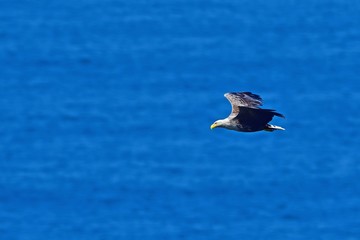 海をバックに悠然と飛ぶオジロワシ