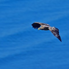 Obraz premium 海をバックに悠然と飛ぶオジロワシ