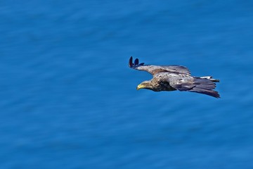 海をバックに悠然と飛ぶオジロワシ