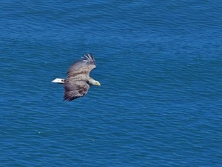 海をバックに悠然と飛ぶオジロワシ