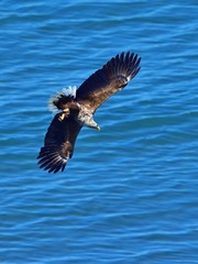 Fototapeta premium ロックオンした獲物めがけて急降下するオジロワシ