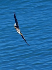ロックオンした獲物めがけて急降下するオジロワシ