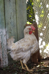Rooster in the closed farm area. Home garden