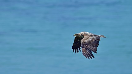 Naklejka premium 海をバックに悠然と飛ぶオジロワシ