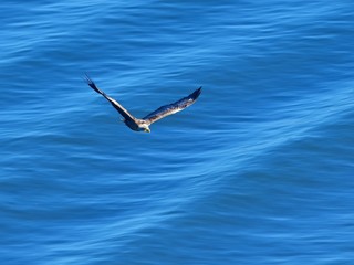 海をバックに悠然と飛ぶオジロワシ