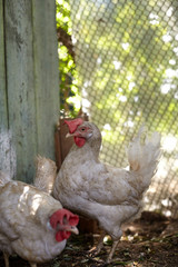 Rooster in the closed farm area. Home garden