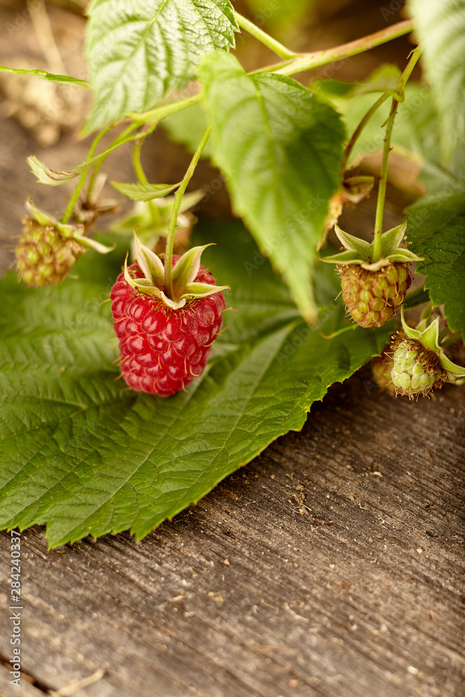 Wall mural Close-up view of raspberries on wooden background. Copy space Home garden. Healthy eating concept.