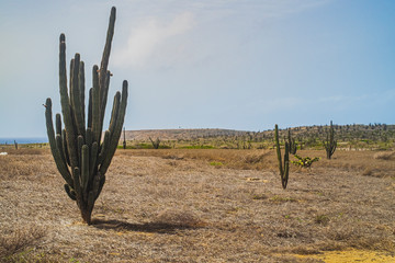 Aruba one happy island