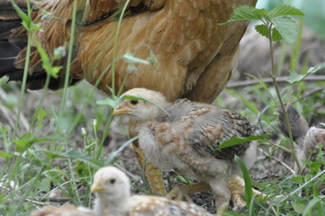 Pintos sobre a guarda da mãe