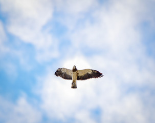 Swainson's Hawk flying overhead with sky and clouds 