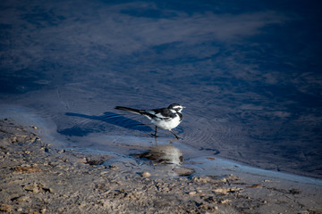 Pied Wagtail preening