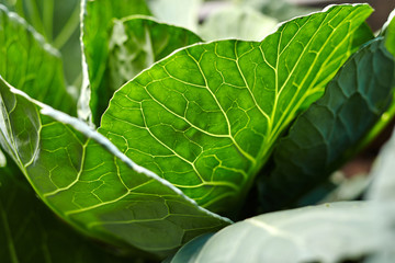 Close-up view of green cabbage on home garden. Homegrown food. Green life concept. Healthy eating concept