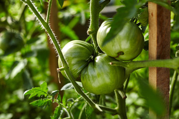 Close-up view of green tomato on branch in home garden. Homegrown food. Green life concept. Healthy eating concept