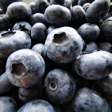 Blueberries without leaves close-up Photo